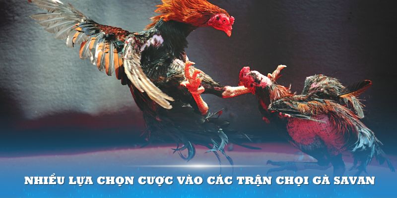 Nhiều lựa chọn cược vào các trận chọi gà Savan